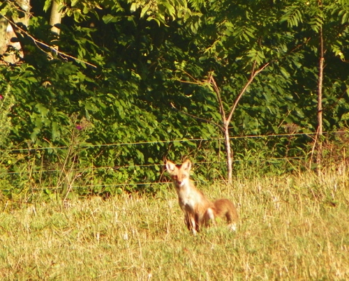 A fox "teenager" - wild and ready to run.