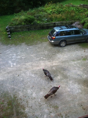 Wild turkeys walk through the property. They know that no one owns this land.