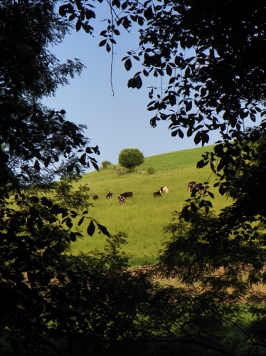 Through the doorway of trees, the neighbors' cows take their time grazing the hillside.